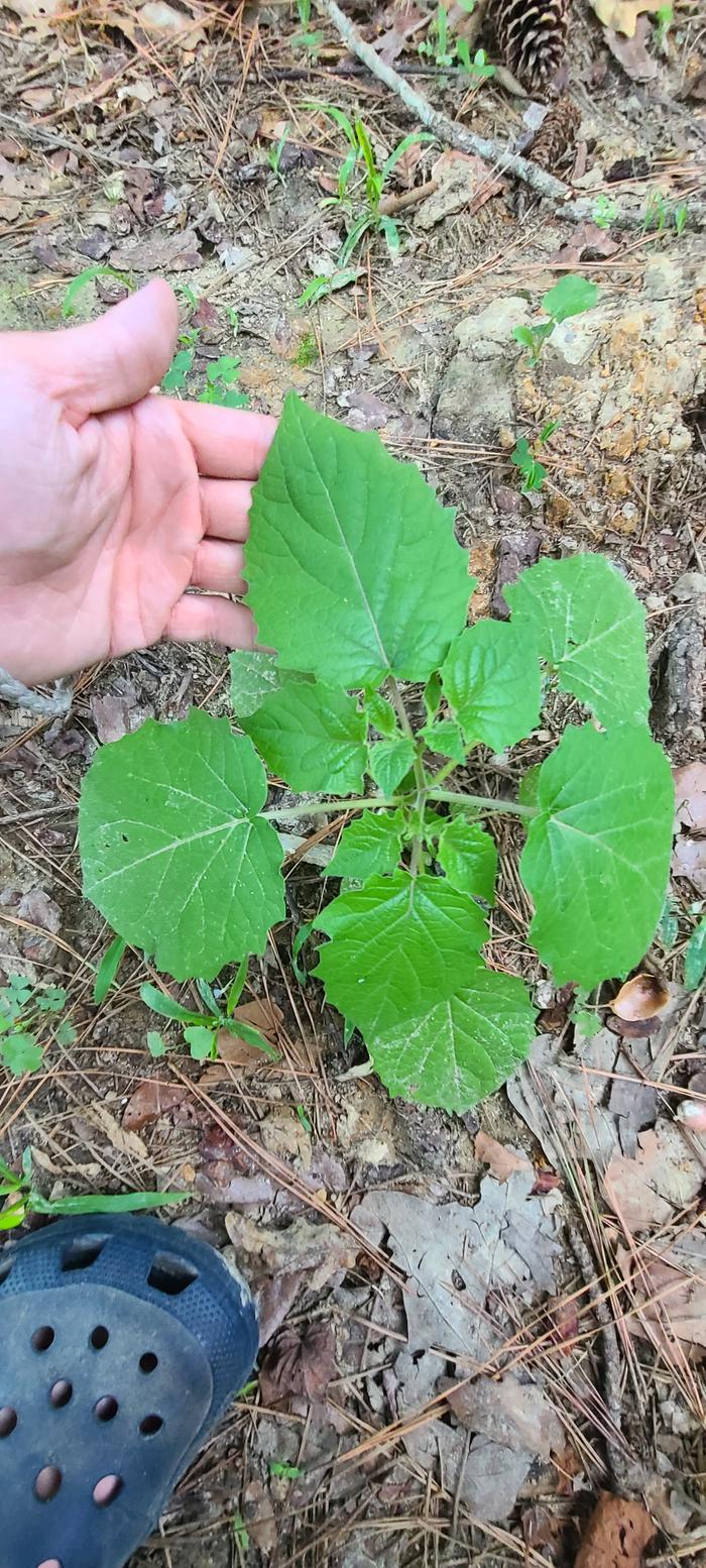 Physalis species