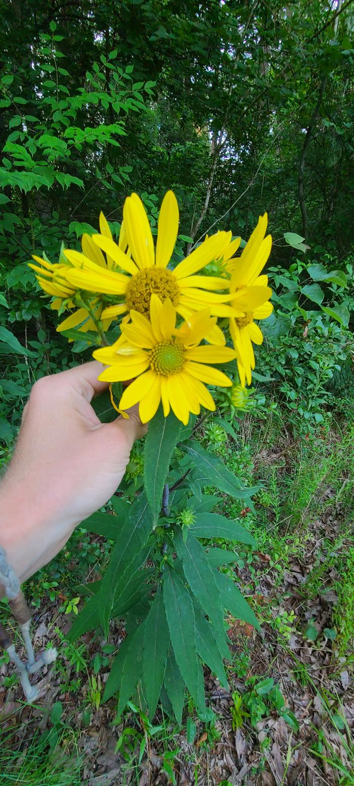 Large yellow flowered plant.