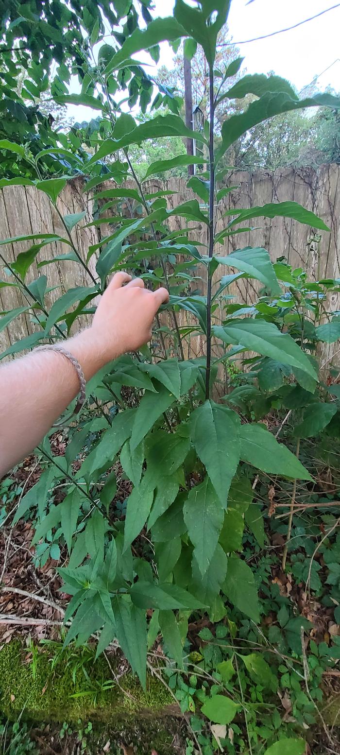 Another plant that isn't up a hill.