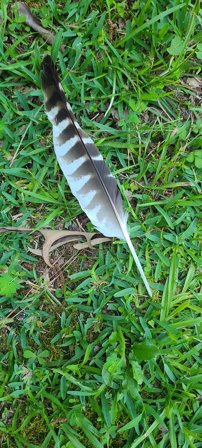 feather on grass