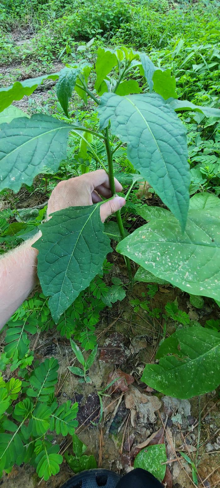 wild Physalis smooth stem