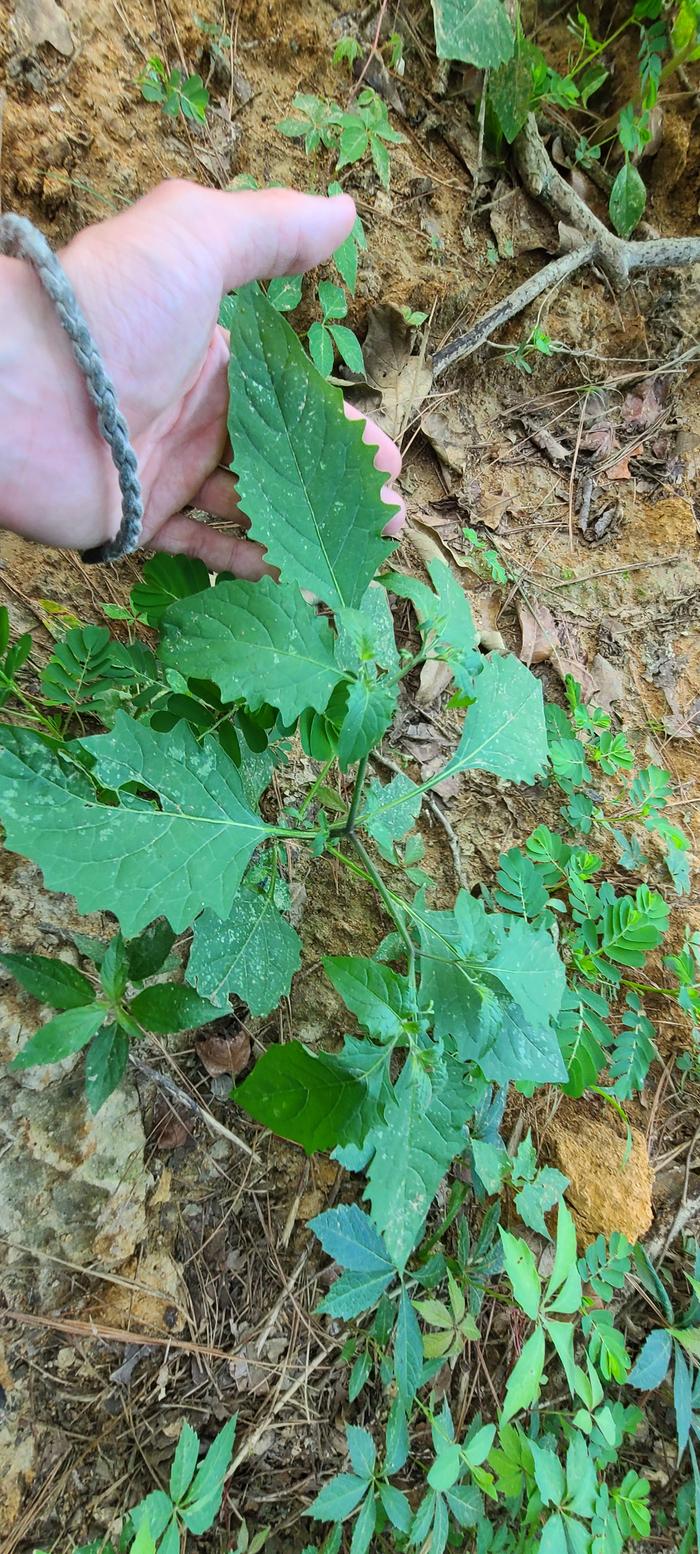 young wild Physalis