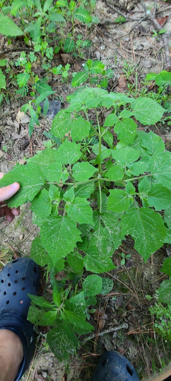 wild Physalis fuzzy stem