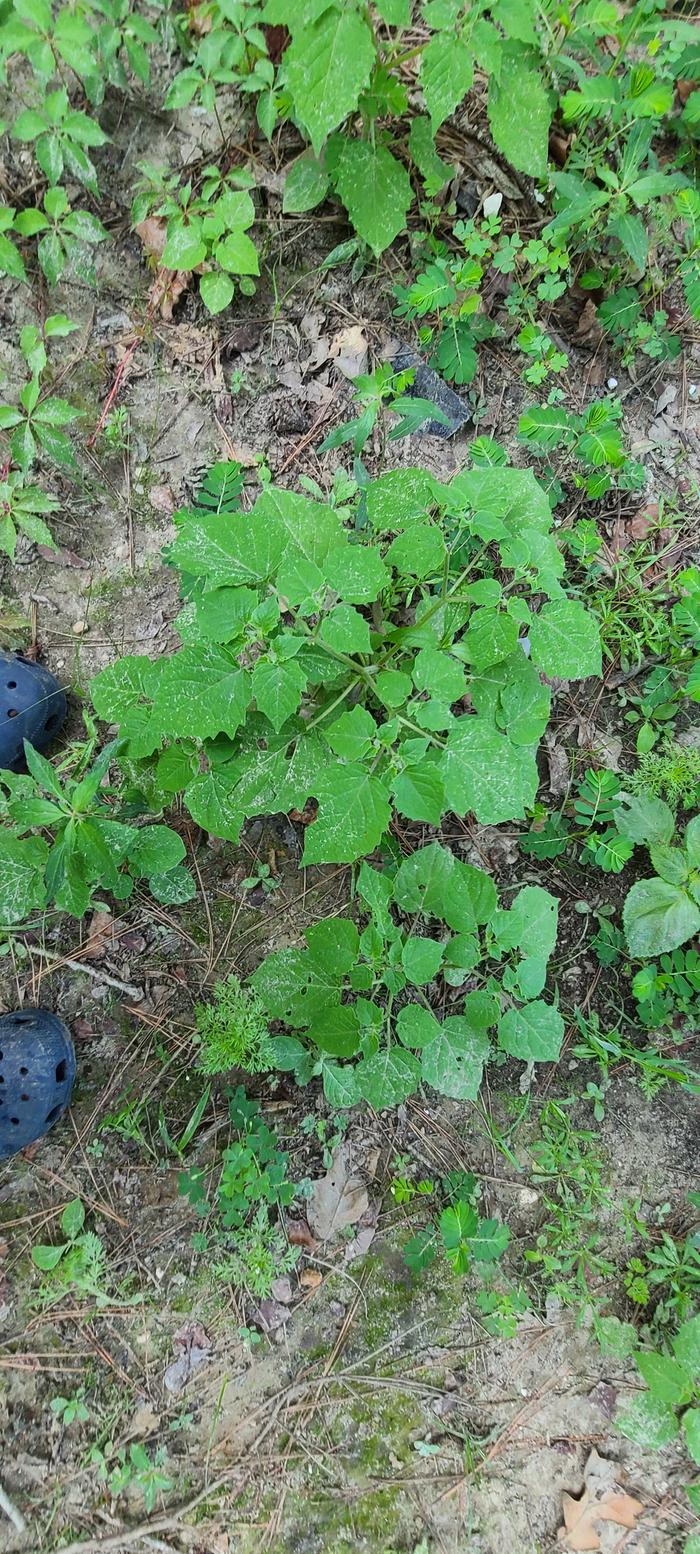 wild Physalis top view