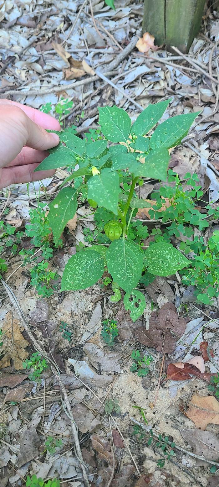 Small ground cherry 