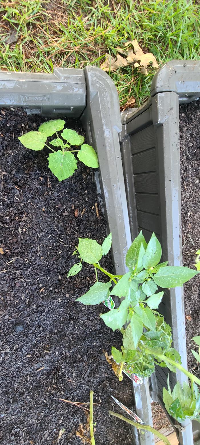 transplanted wild Physalis