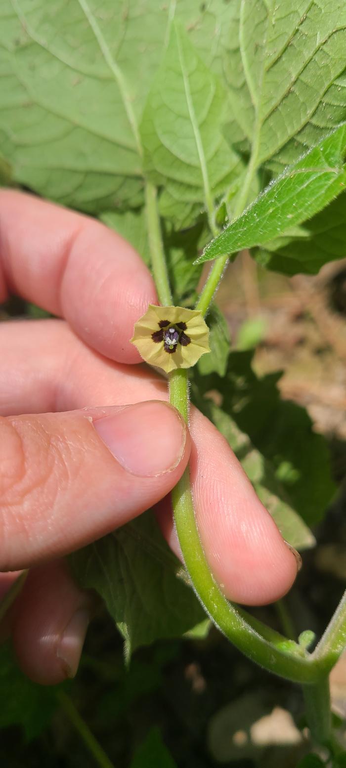 hairy Physalis plants