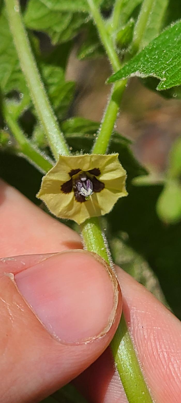 hairy Physalis plant flower