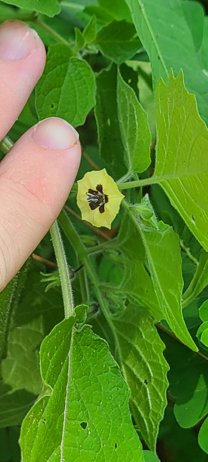 hairy Physalis plants with yellow flower