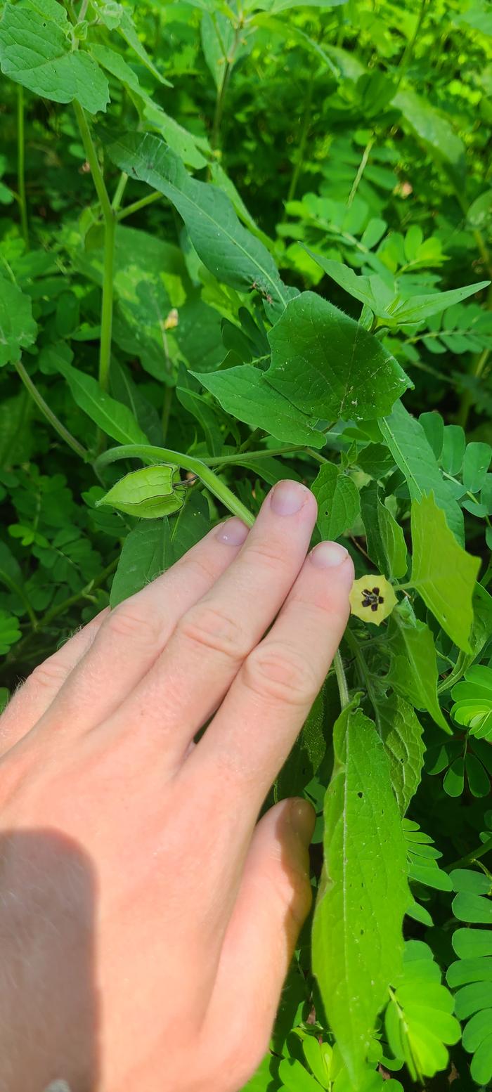 hairy Physalis plants with small yellow flower