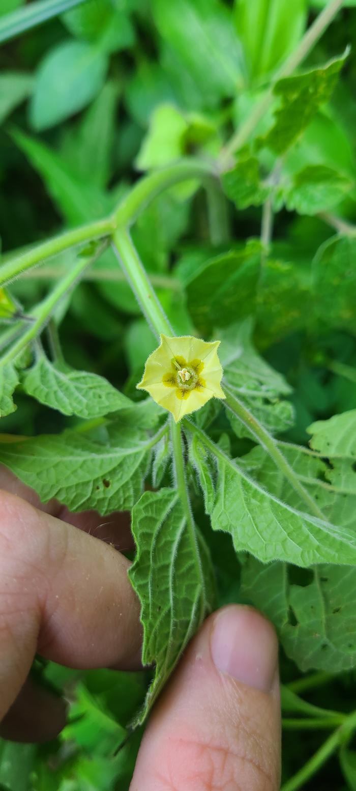 flower on hairy Physalis plants