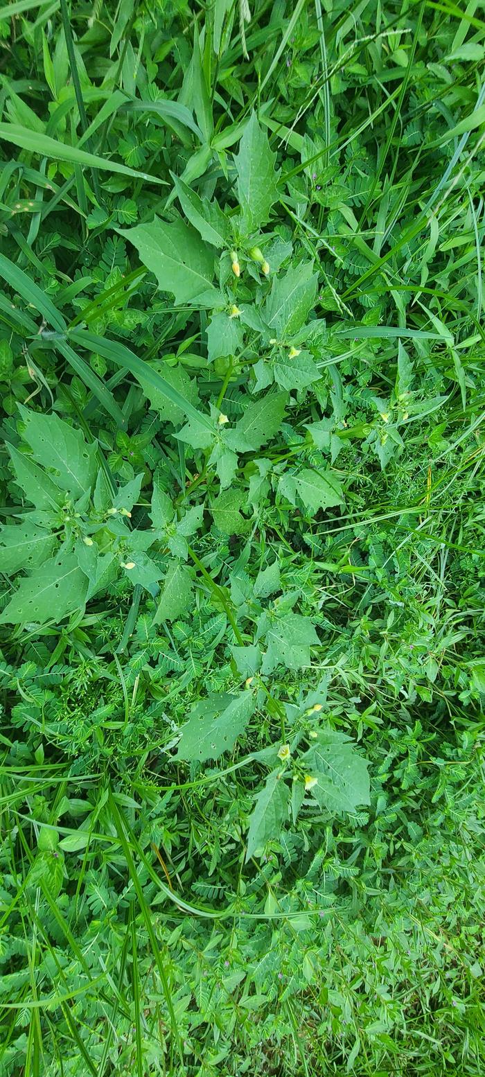 many yellow flowers on hairy Physalis plants