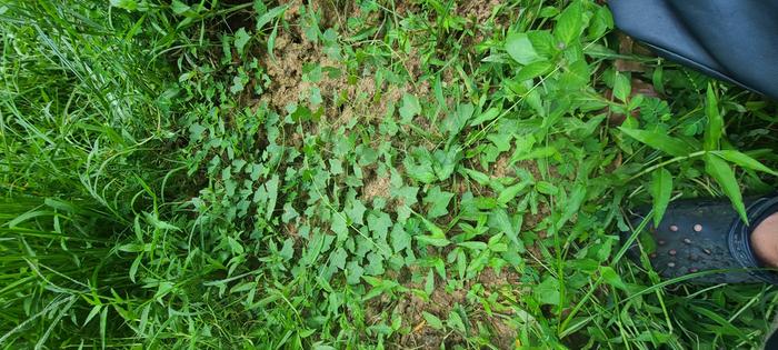 patch of hairy Physalis plants