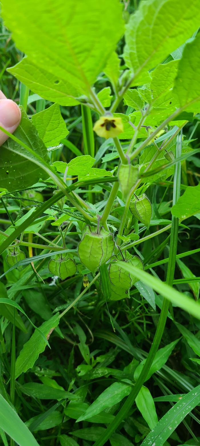 Hairy physalis