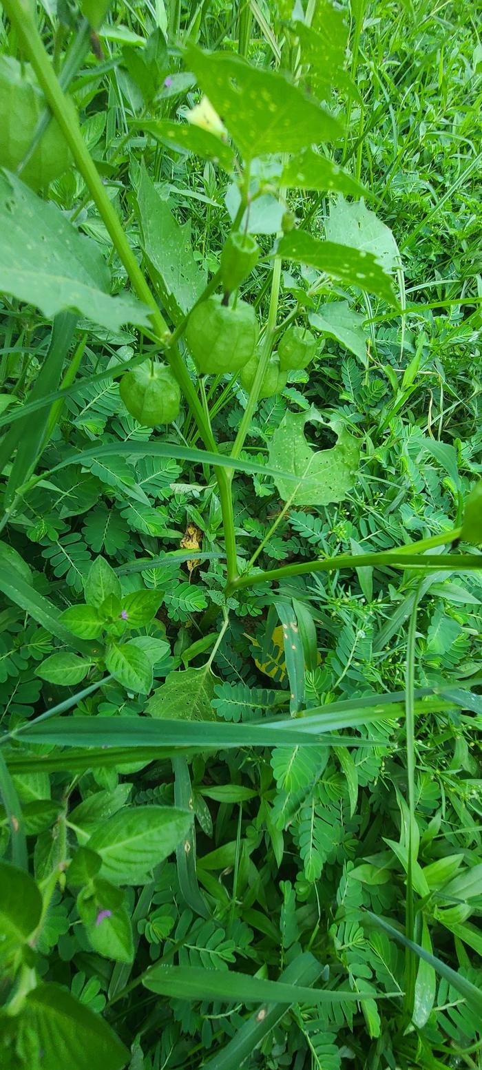 Base of waxy physalis