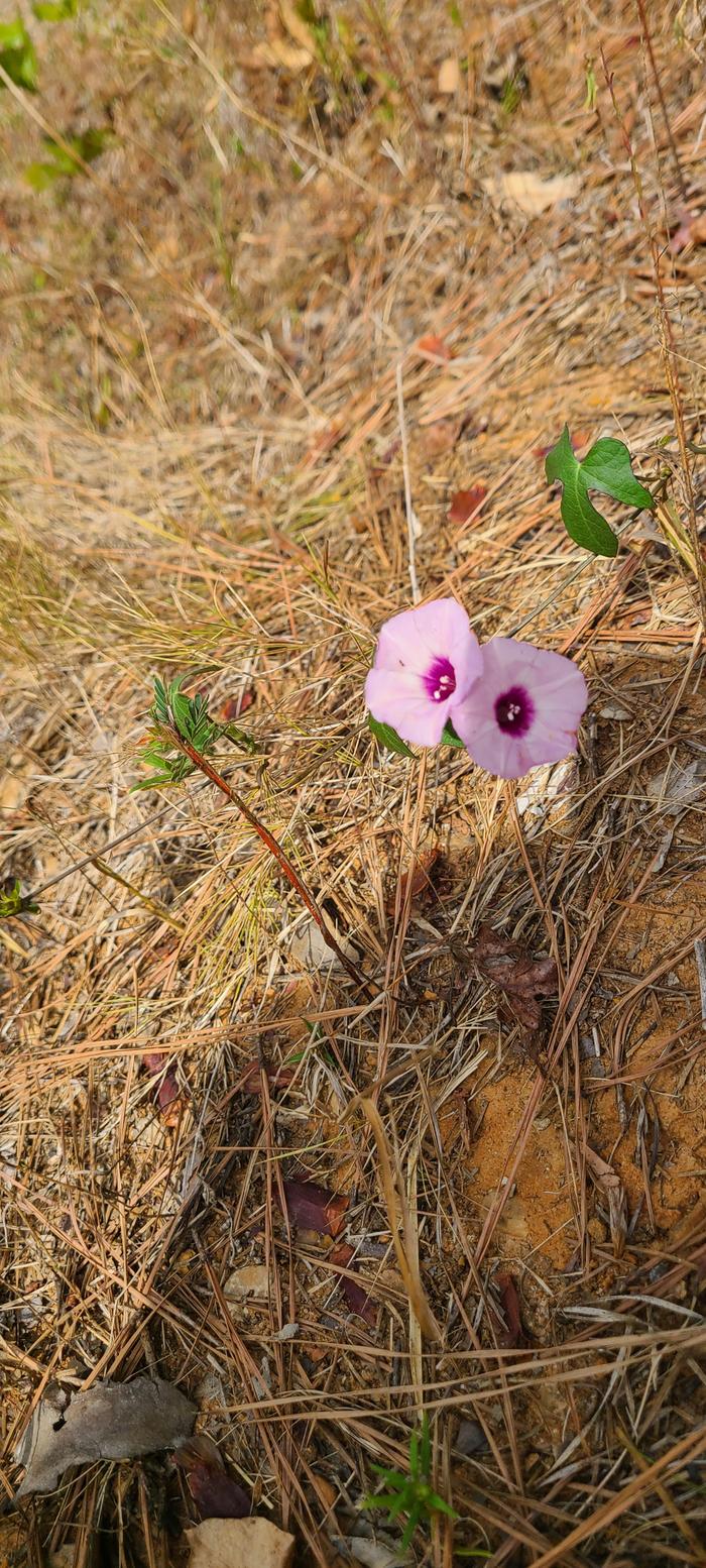 Ipomoea 