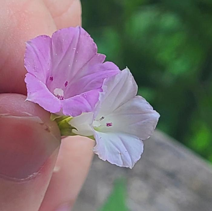 Ipomoea lacunosa 