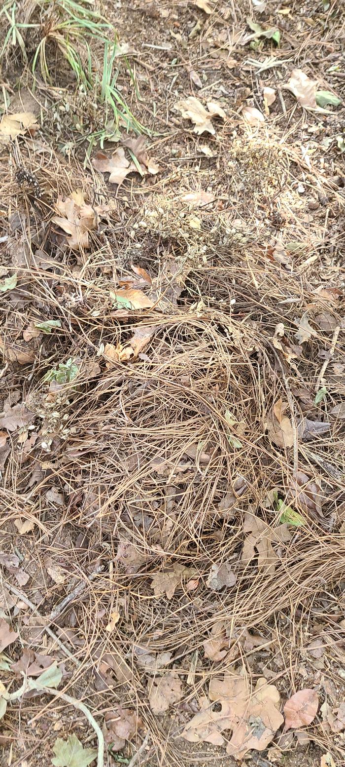 Pile of pine dropping sand leaves