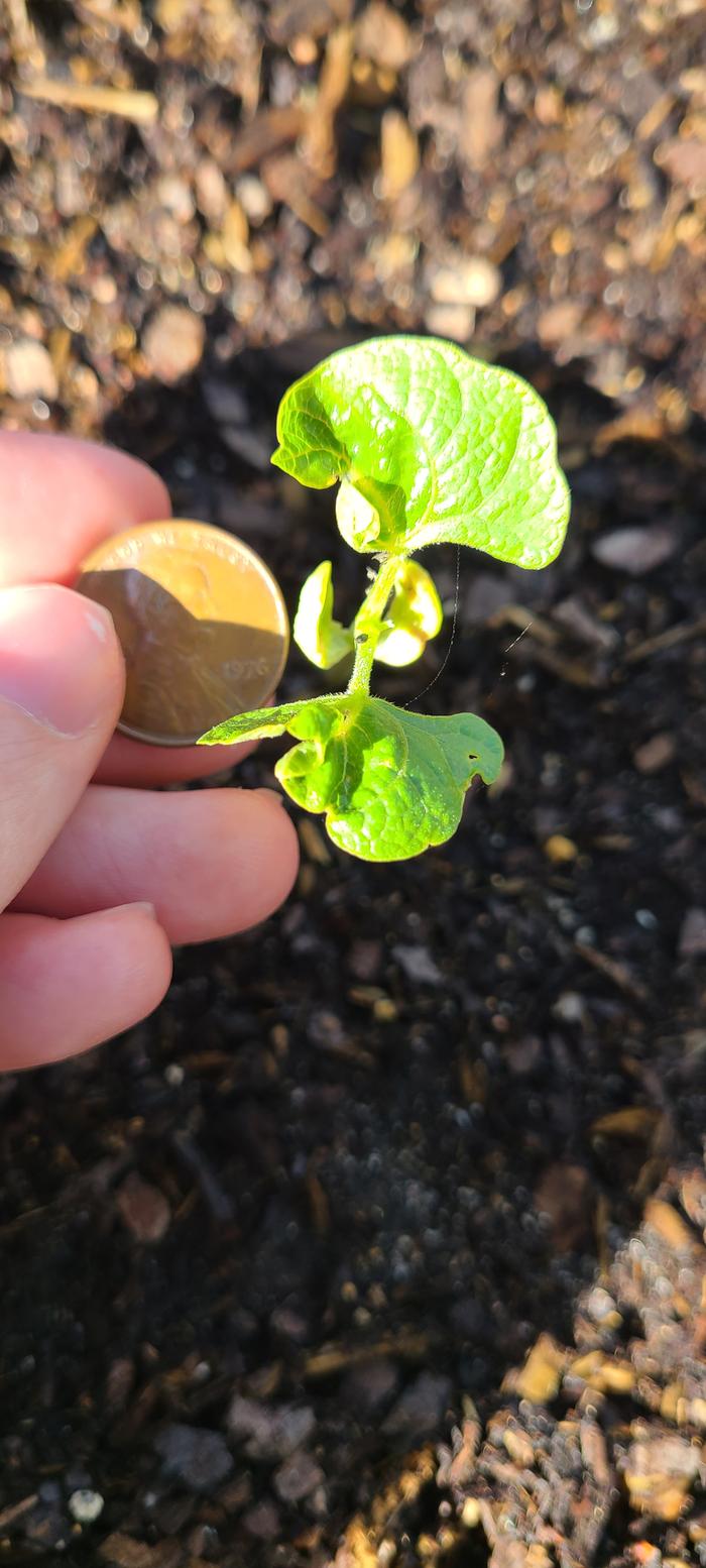 Beefy Resilient "Gray" (brown seeds?) "Pole"