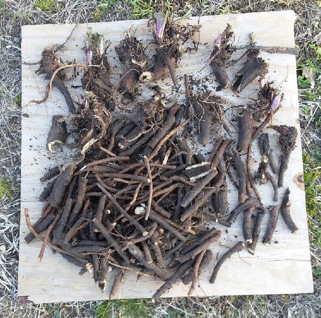 comfrey roots