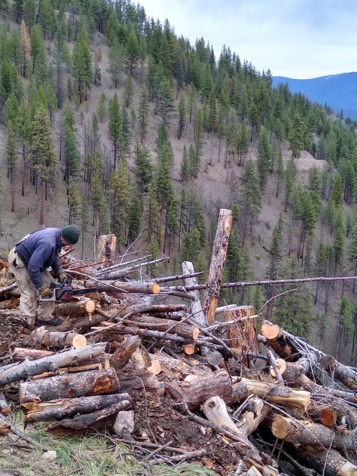 Orin on the slash pile