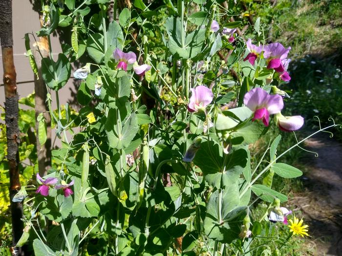 And the peas have peas!