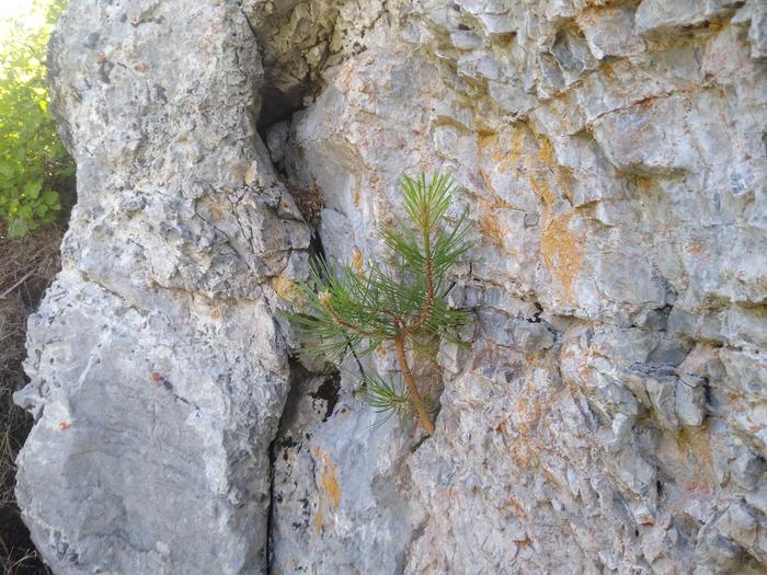 Pine tree growing in an incredibly small crevice in raspberry rock