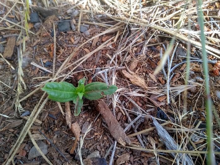 Sunchoke sprout