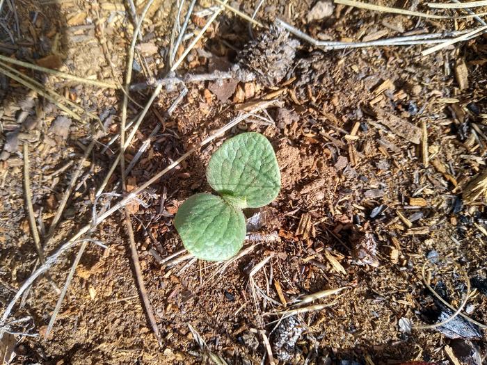 I planted a goumi here, and grew a squash. Seeds are weird