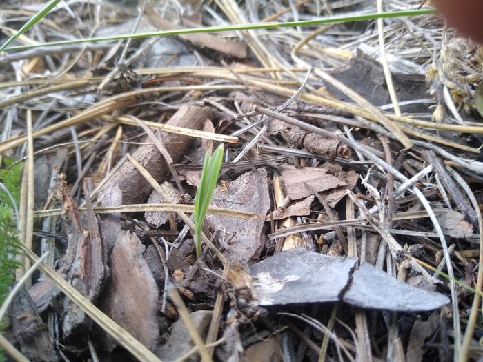 Sorghum sprout!