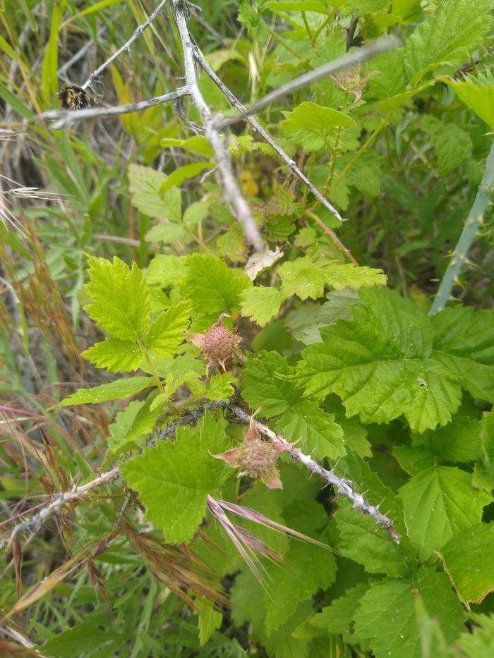 A little raspberry under the sunscoop with some raspberries