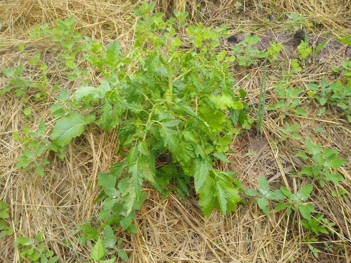 Tomato at the Abby is getting big!