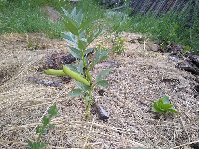 Fava beans are getting big