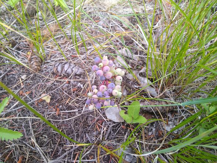 Oregon grape berries turning purple