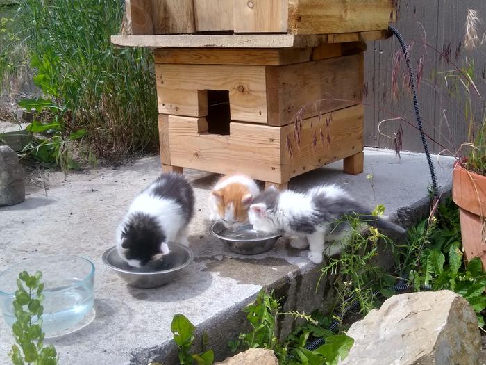 The kittens decided they were all thirsty at once