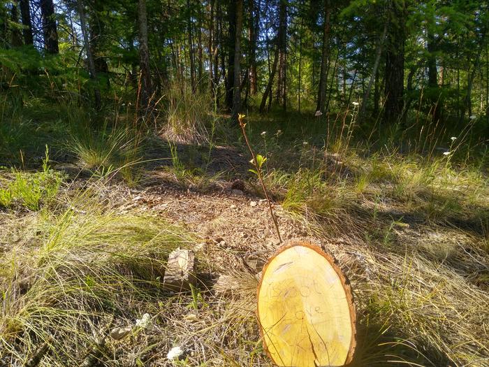 Your tree got a bit chewed on Kerry... all safe and sound behind a fence now, And it provided a nice snack for a deer!