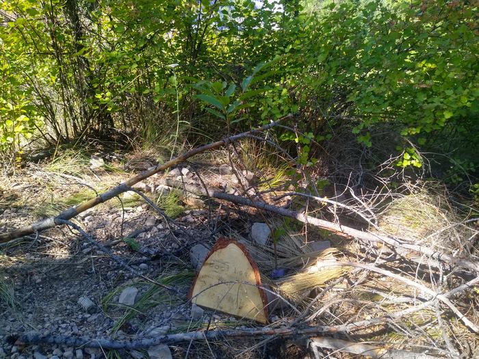 Update for Greg Martin. Happy little tree! Apparently the deer didn't find this one