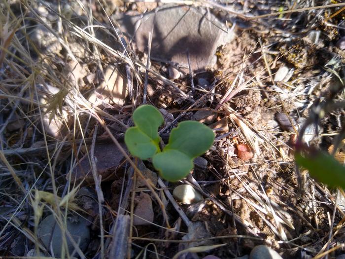 Alfalfa sprout (I think?)