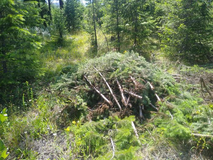 New brush pile! And future rocket fuel