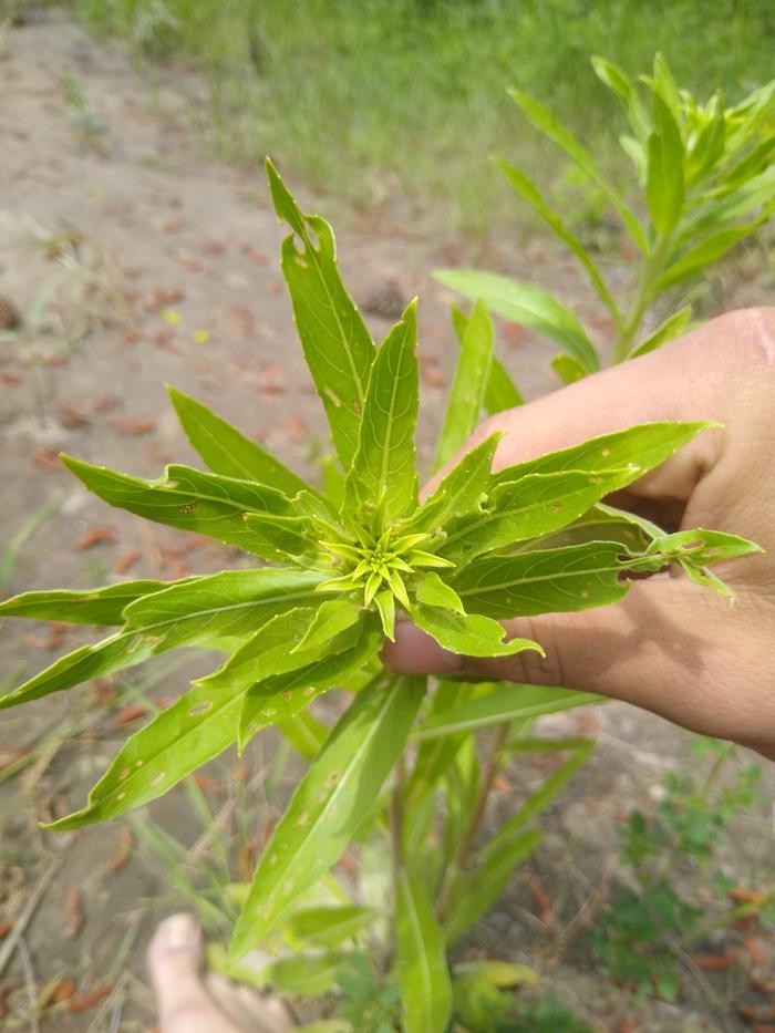 Fireweed about to bloom