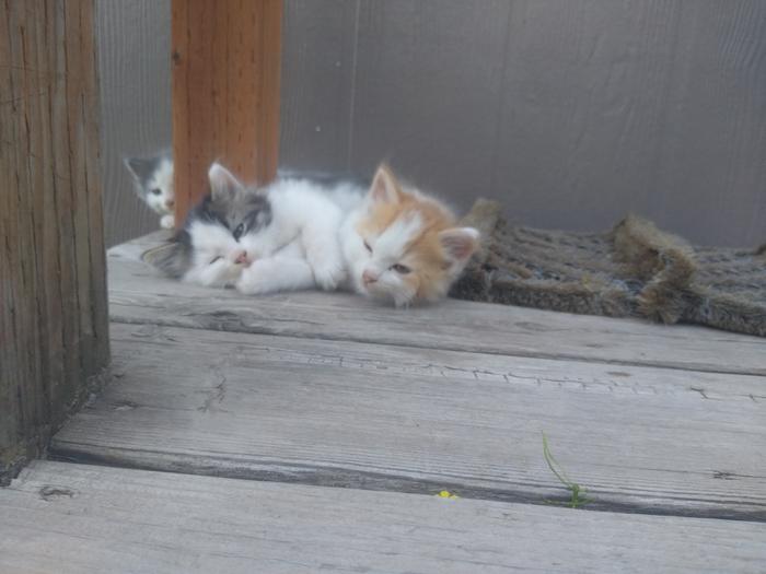 Kitties!!