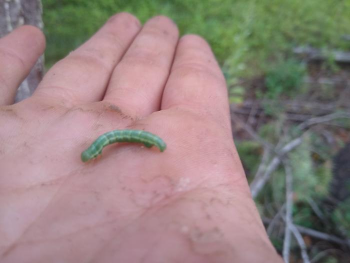 Found this dude on a spruce tree, he blended in nearly perfectly with the color of the needles