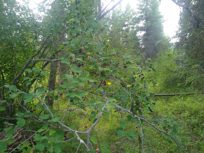 Reason #3478 to come to Wheaton Labs: We have saskatoons out the wazoo!