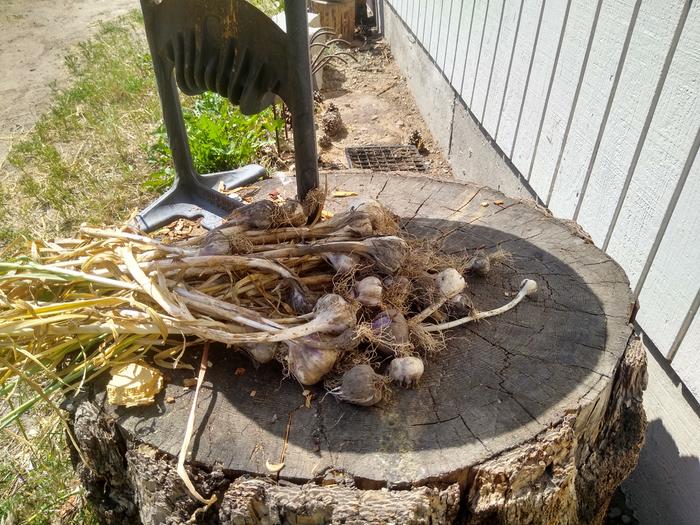 Garlic harvest!