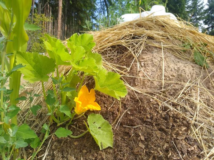 Lofthouse squash blooming