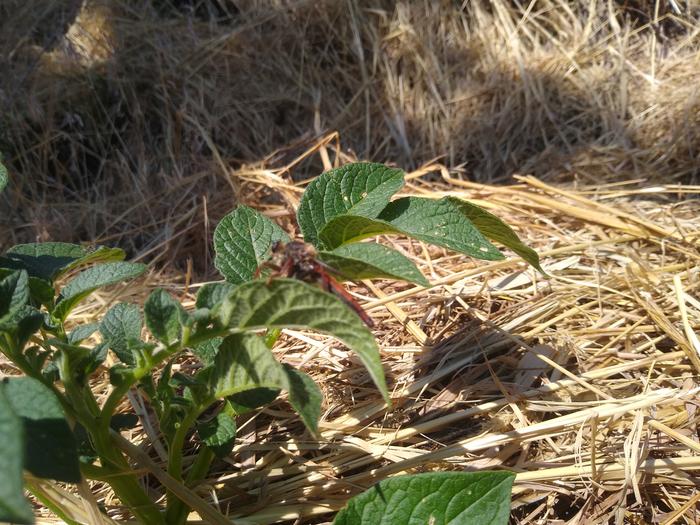 Not sure what sort of bug this is but I saw one carrying a wasp the other day. Super cool!