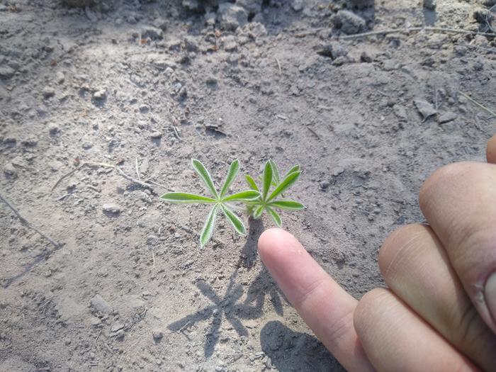 Tiny lupin coming up in the freshly plowed road