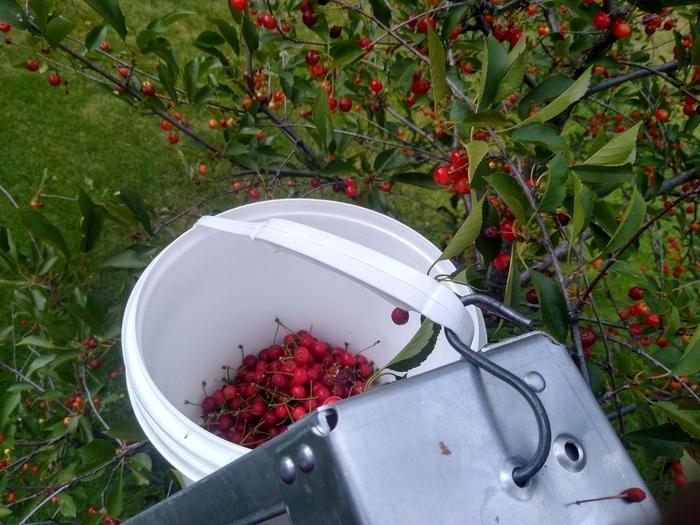 Cherries!