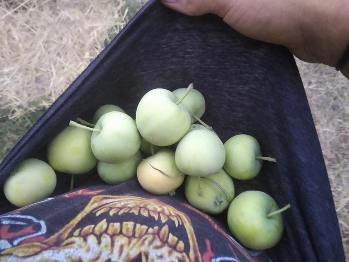 Transparent apples from the back paddock. A two bite dessert!