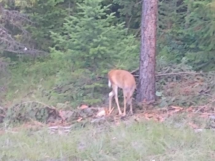 Deer eating lichen off a tree I felled
